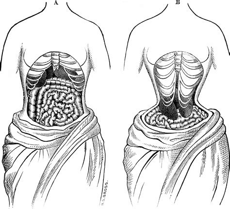 While this is true in the case of the external human body, the organization of the internal organs is now that you have known the organs on the left side of the body, can you guess which are located on the right? A diagram showing what decades of corset wearing would do ...