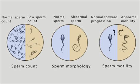 How To Check Sperm Count At Home With Water