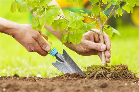 Tree Planting Basics Kellogg Garden Products