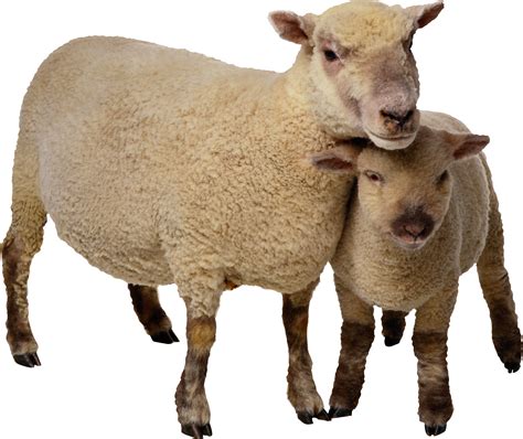 Sheep Png Image Free Download Animals Png Sheep
