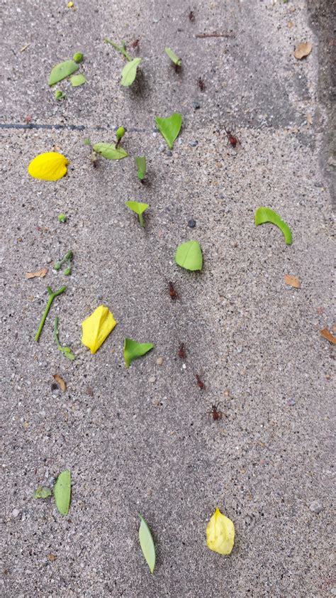 Free Images Sand Leaf Flower Green Soil Yellow Road Surface