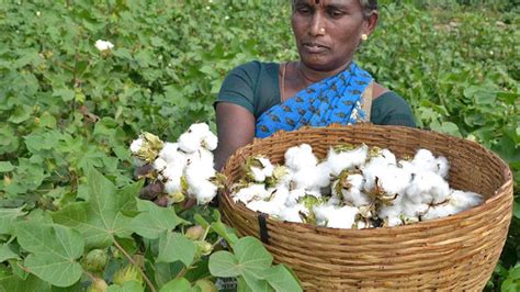 Gujarat Bonus Seen Boosting Cotton Prices The Hindu Businessline