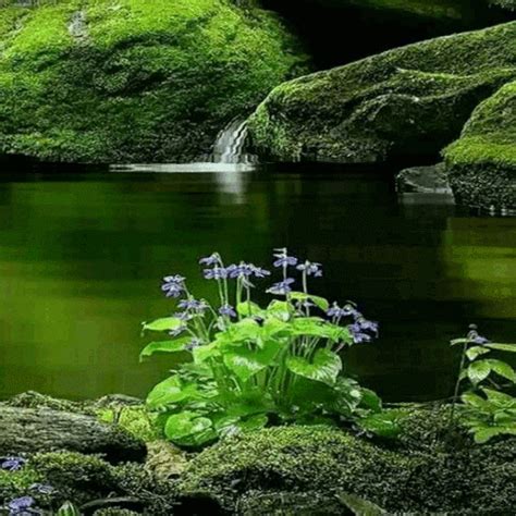 Green Nature Live Wallpaper