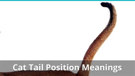 When the original cat became ill. Cat Tail Position Meanings - High, Low, Tucked, Twitching ...