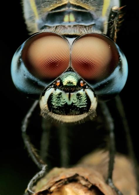 Dragonfly Face By Ridwan Safoetra On Youpic