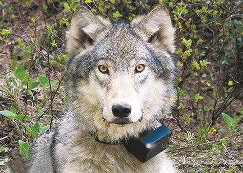 Cdfw Confirms Presence Of Grey Wolf Pack Related To Or7 In Lassen