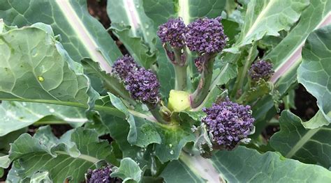Harvesting Purple Sprouting Broccoli
