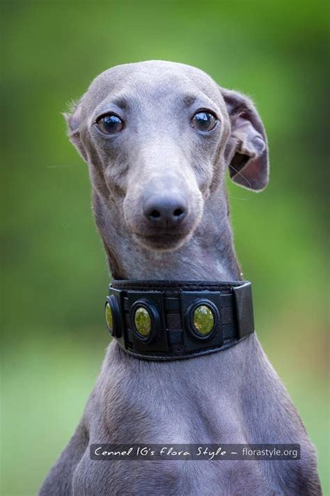 My name is smoky and i went to live in north mankato mn with my new family in november of 2018. Pin on Italian Greyhound