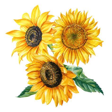 1003 Sunflowers Watercolor Photos Free And Royalty Free Stock Photos
