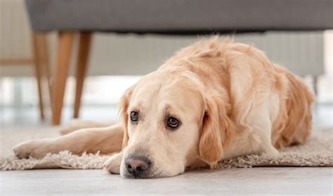 Golden Retriever Dog Se Trouve Sur Le Sol Avec Des Yeux Tristes à La