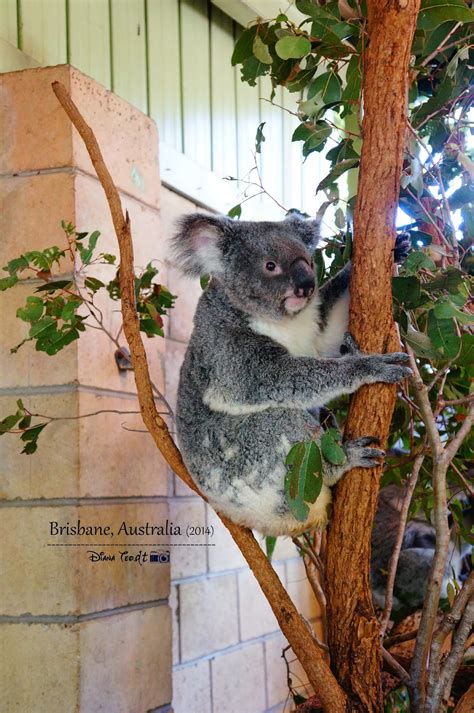 Australia 2014 Day 5 Brisbane Lone Pine Koala Sanctuary ~ Travel