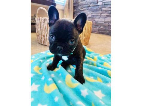 8 Weeks Old Purebred Akc French Bulldog Puppy For Sale Las Vegas