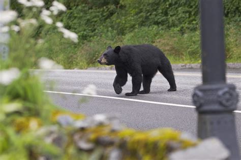 Commentary Making Bears One Less Thing To Worry About The Cordova Times