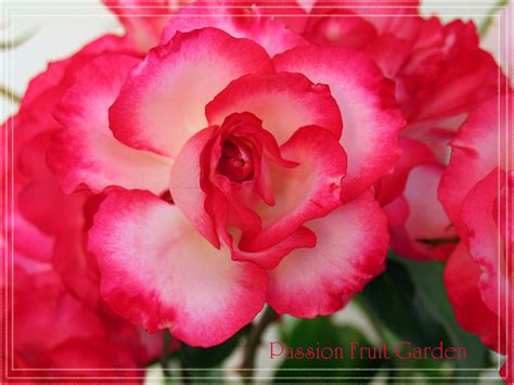 Hybrid Tea Roses Passion Fruit Garden