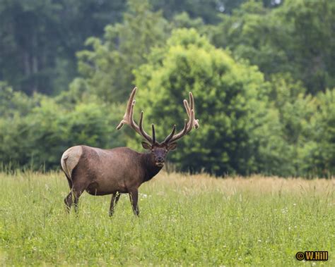 Pennsylvania Wildlife Photographer June Bulls In Pennsylvania Elk Country
