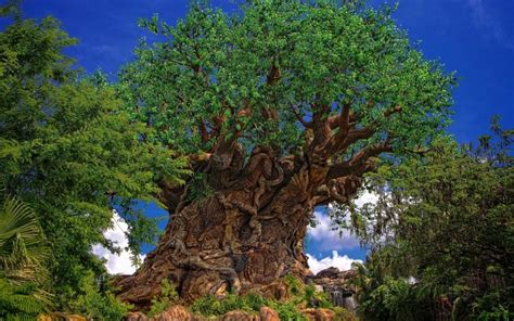 Free Download Tree Of Life Wallpapers At Disney Again 2560x1706 For