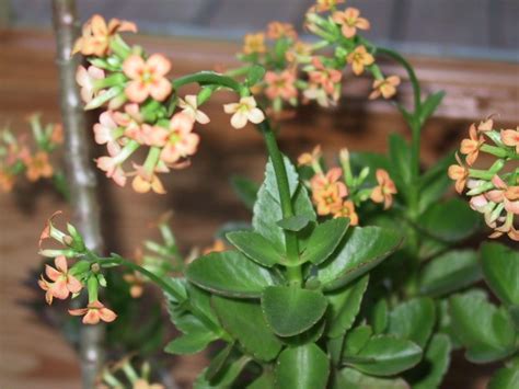 Succulents are a great choice for people who don't want to spend a lot of time caring for their indoor plants. What Is This Flowering Houseplant?