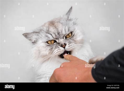 Beautiful Playful Persian Chinchilla Fluffy Cat Biting Finger Playing