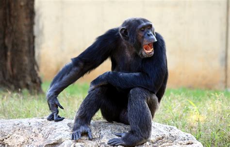 Free Images Mammal Common Chimpanzee Great Ape Vertebrate Western
