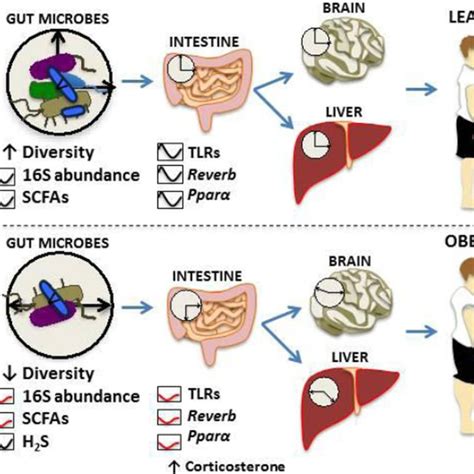 Mechanisms Of Diet Induced Gut Microbial Regulation Of Intestinal