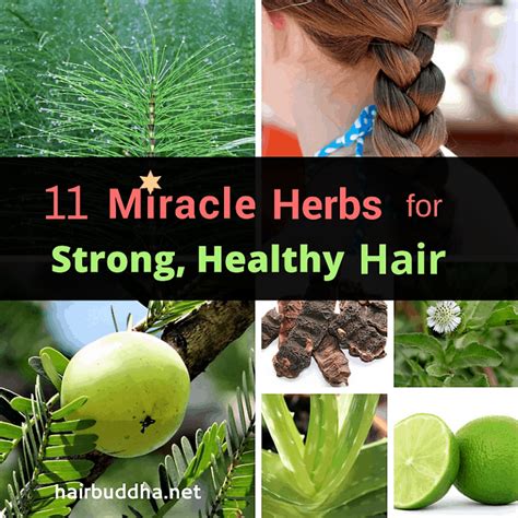 Miracle Herbs For Strong Healthy Hair Hair Buddha