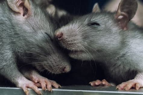 Do Rats Feel Empathy My Animals