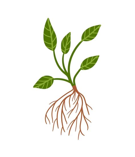 Planta con raíz vector planta dibujada a mano con hojas verdes y raíces