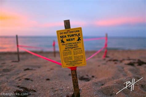 Do Not Disturb Sea Turtle Nest Sea Turtles Disturbing Conservation