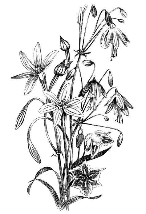 How to draw a flower fairy. Black and White Floral Drawing - The Graphics Fairy