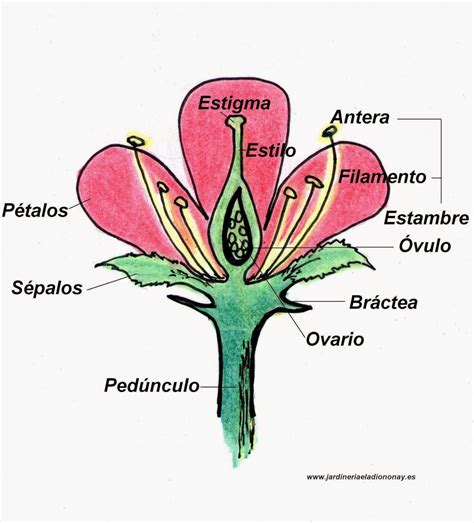 Las Flores El órgano Reproductor De Muchas Plantas