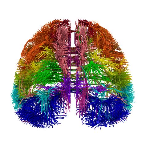 Brain Neuron Connections Clip Art Library