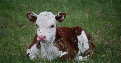 EVOLUCIÓN DE PRECIOS DE TERNEROS EN URUGUAY | Actualidad Agropecuaria