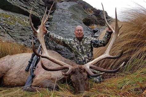 Bull Elk Real Kiwi Hunting