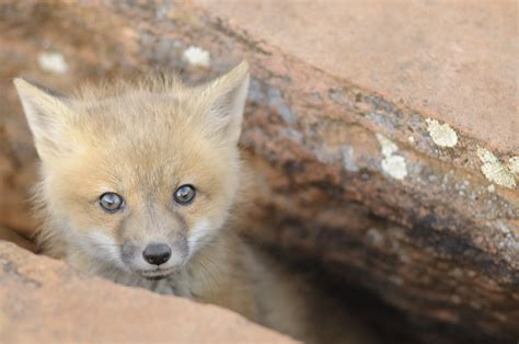 List Of Fox Species Animals Momme
