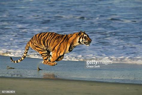 Tiger Running Photos And Premium High Res Pictures Getty Images