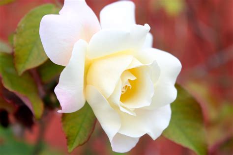 Gambar Alam Mekar Menanam Daun Bunga Romantis Kuning Berwarna