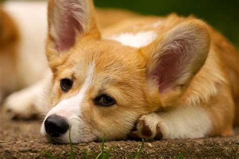 The unregulated breeders who are selling outside of. Corgi Puppies 96 | Daniel Stockman | Flickr