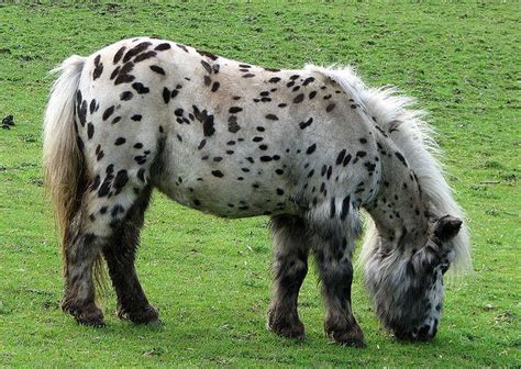 Spotty Shetland Pony By Tubblesnap Via Flickr Caballos Appaloosa