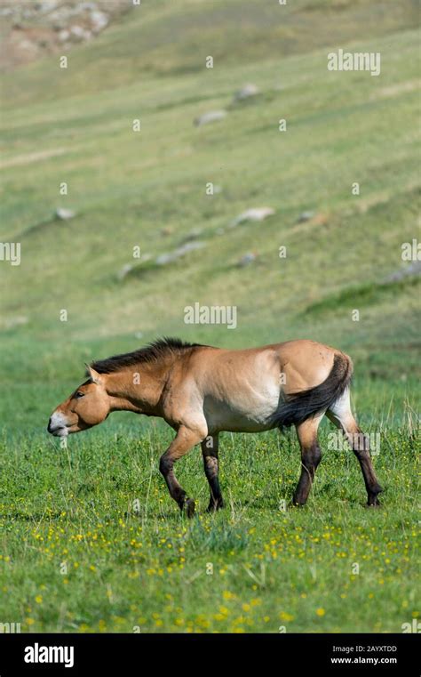 Przewalski Horse Equus Przewalskii Or Takhi The Only Still Living