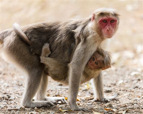 Fun With Rhesus Macaques