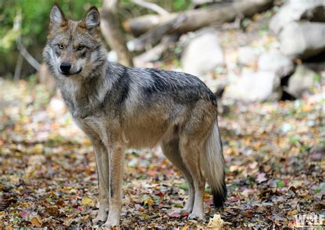 Mexican Gray Wolf Anubis Returns To Northern Arizona