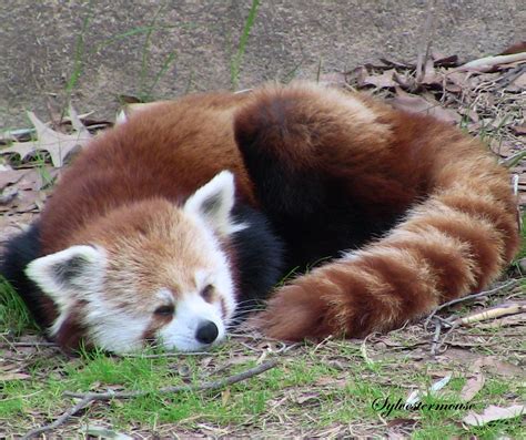 Amazing Wild Animals The Precious Red Panda
