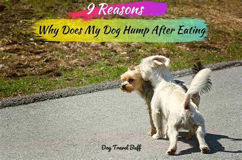 9 Reasons Why Does My Dog Hump After Eating Explained