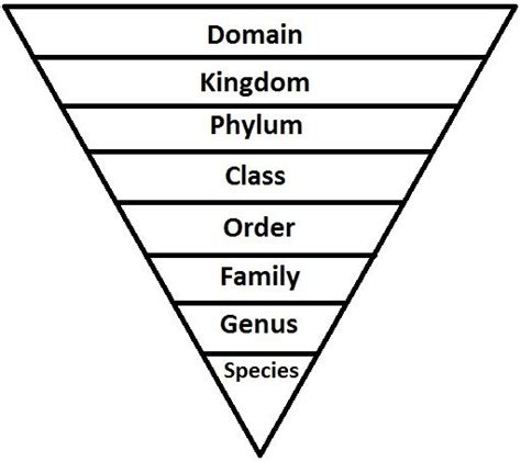 Domain Kingdom Phylum And Class For Humans Donimain