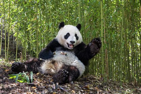 Giant Panda Sitting Wolong Nature Reserve Sichuan China Photograph