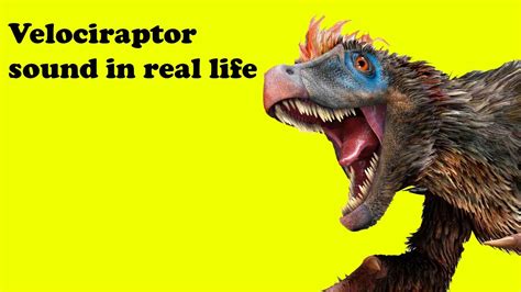 Velociraptor Sound In Real Life Youtube