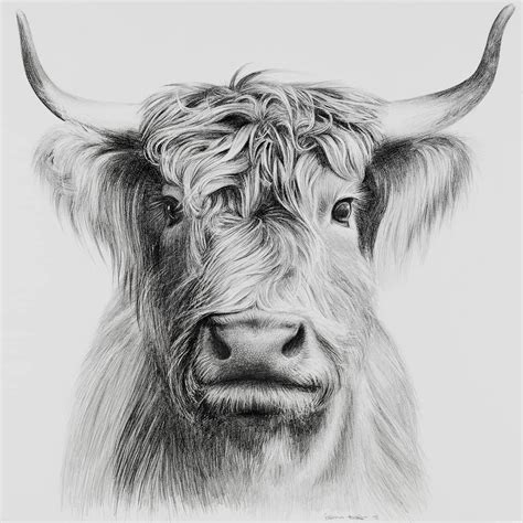 Amazing Drawing Of A Highland Cow Optisk Kunst Dyr Tegninger Idéer