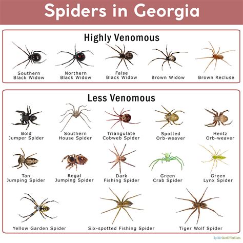Spiders In Georgia List With Pictures