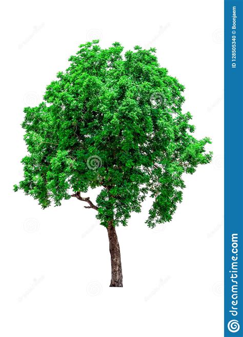 Isolated Of Tree Natural On White Backgroundbeautiful Tree From