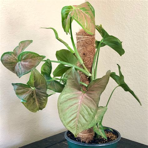 Syngonium Podophyllum ‘pink Allusion Arrowhead Plant The Plant